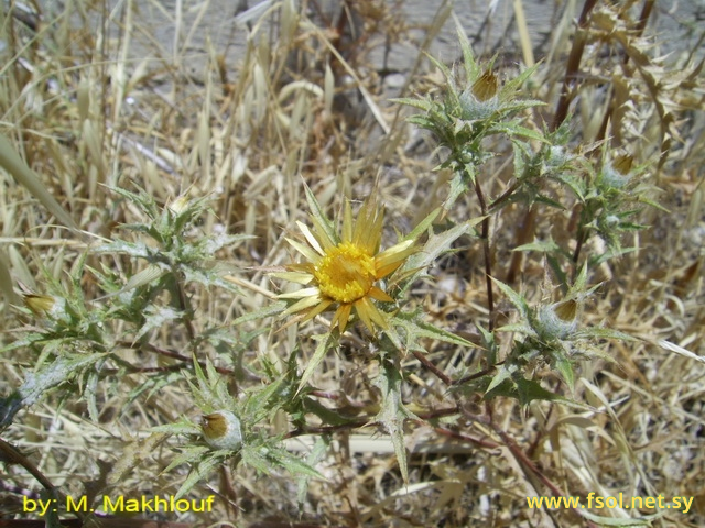 Carlina involucrata Poir.